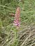 Gymnadenia conopsea © Antoni Sunyer