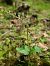 Listera cordata  - Christian Fleury