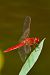 Crocothemis erythraea © Andrea Galimberti