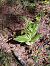 Epipactis indet. group. helleborine  - Thierry Deschatre