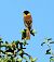 Zigolo capinero (Emberiza melanocephala) © Matteo Faggi