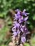 Dactylorhiza fuchsii - Richard Fay