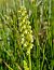 Pseudorchis albida var. tricuspis  - Laurent Bignon