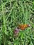 Melitaea cinxia  - Fabio Lovisetto