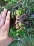 Gall fer (Tetrao urogallus) © Anna Ferrerfàbrega Costals
