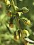 Epipactis muelleri  - Richard Fay