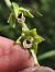 Epipactis muelleri  - Richard Fay