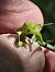 Epipactis muelleri  - Richard Fay