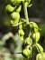 Epipactis muelleri  - Richard Fay