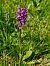 Dactylorhiza alpestris © Laurent Bignon