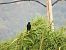Cornella negra (Corvus corone) © Joan Pessarrodona
