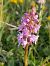 Gymnadenia conopsea (Orchis moucheron) © Florian Olivier
