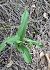 Epipactis muelleri 