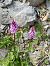 Dactylorhiza fuchsii © Antoni Sunyer