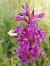 Dactylorhiza maculata (Orchis tacheté) © Florian Olivier