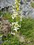 Platanthera bifolia © Antoni Sunyer