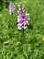 Dactylorhiza fuchsii © Antoni Sunyer