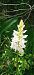 Dactylorhiza fuchsii (Orchis de Fuchs) © Bruno Veillet
