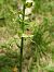 Platanthera chlorantha © Antoni Sunyer