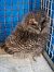Allocco (Strix aluco) © Rudy Valfiorito