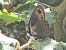 Muntanyesa comuna (Erebia meolans) © Miguel Angel Benedicto Calpe