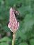 Anacamptis pyramidalis - Bernard Sonnerat