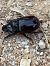 Oryctes nasicornis © Carlos Alvarez-Cros