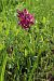 Dactylorhiza sambucina f. rubra - Gerard Guillouard