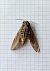 Heterocera sp.  - Massimino Luigi Brigo