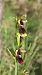 Ophrys insectifera © Enric Bringués