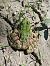 Rana dei Balcani / ridibonda (Pelophylax kurtmuelleri / ridibundus) © Claudio Danesi