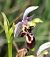 Ophrys picta 
