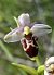 Ophrys picta (Ophrys peint) © auteur non diffusé
