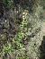 Epipactis helleborine subsp. tremolsii © Antoni Sunyer