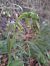 Epipactis fageticola  - Emmanuel Cosson