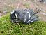 Coal Tit (Periparus ater) © hidden author
