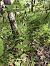 Epipactis helleborine subsp. tremolsii  - Richard Fay