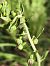 Epipactis helleborine subsp. tremolsii  - Richard Fay