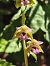 Epipactis helleborine subsp. tremolsii  - Richard Fay