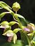 Epipactis helleborine subsp. tremolsii (Épipactis de Tremols) © Richard Fay