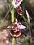 Ophrys fuciflora subsp. souchei  - Emmanuel Cosson