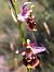 Ophrys fuciflora subsp. souchei  - Emmanuel Cosson