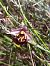 Ophrys fuciflora subsp. souchei  - Emmanuel Cosson