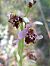 Ophrys fuciflora subsp. souchei  - Emmanuel Cosson