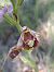 Ophrys fuciflora subsp. souchei (Ophrys de Souche) © Emmanuel Cosson