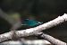 Calopteryx virgo © Marco Cazzola