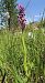 Dactylorhiza incarnata - Gerard Guillouard