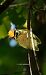 Bruel (Regulus ignicapilla) © Jose Molis