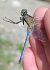 Orthetrum coerulescens © Battisti Andrea