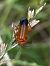 Rhagonycha fulva © Maria Rita Gelso